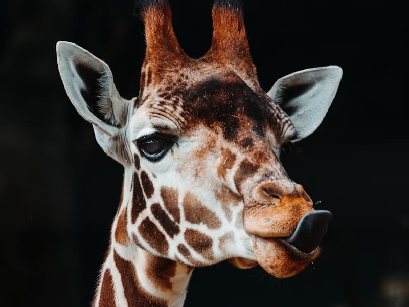 Emerald Animal World